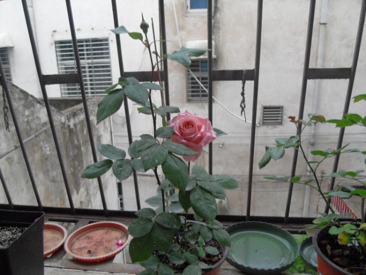 SDC18143.JPG