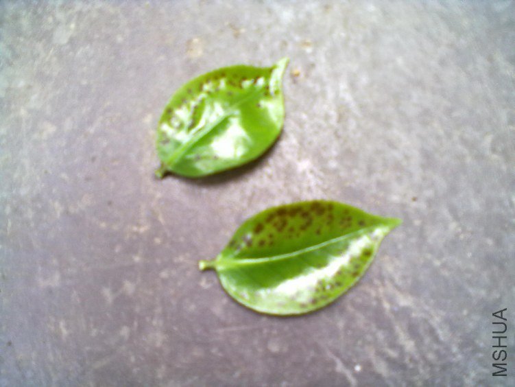 20130506216.jpg