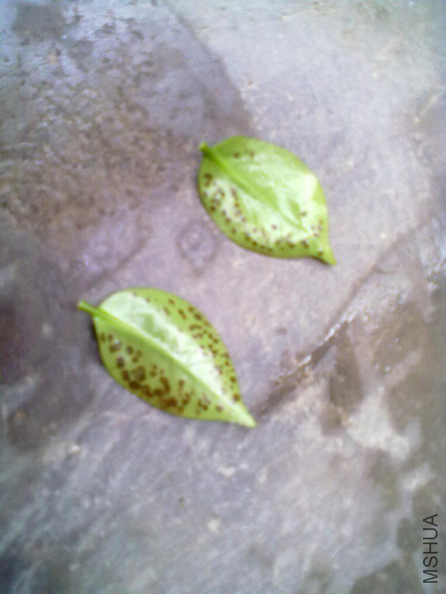 20130506219.jpg