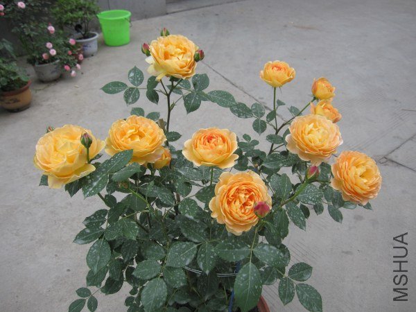 IMG_0533.jpg