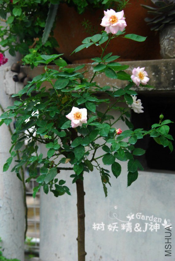 DSC_0002.JPG
