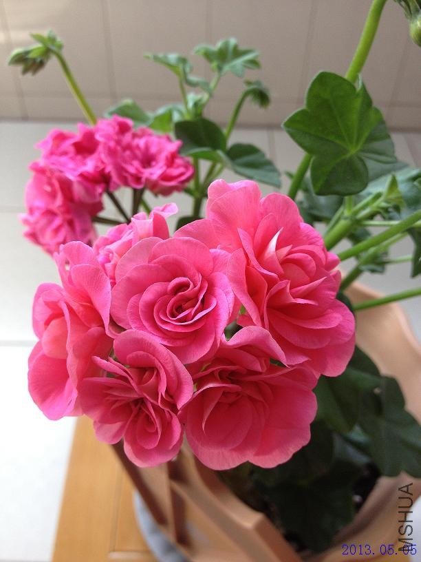 ��Ů�� 2013.05.05(1).JPG