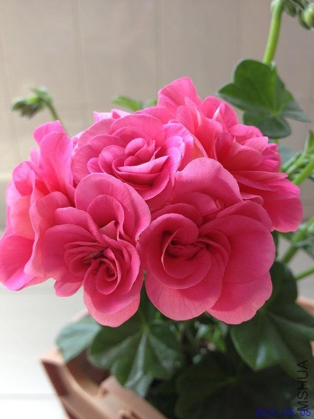 ��Ů�� 2013.05.05(2).JPG