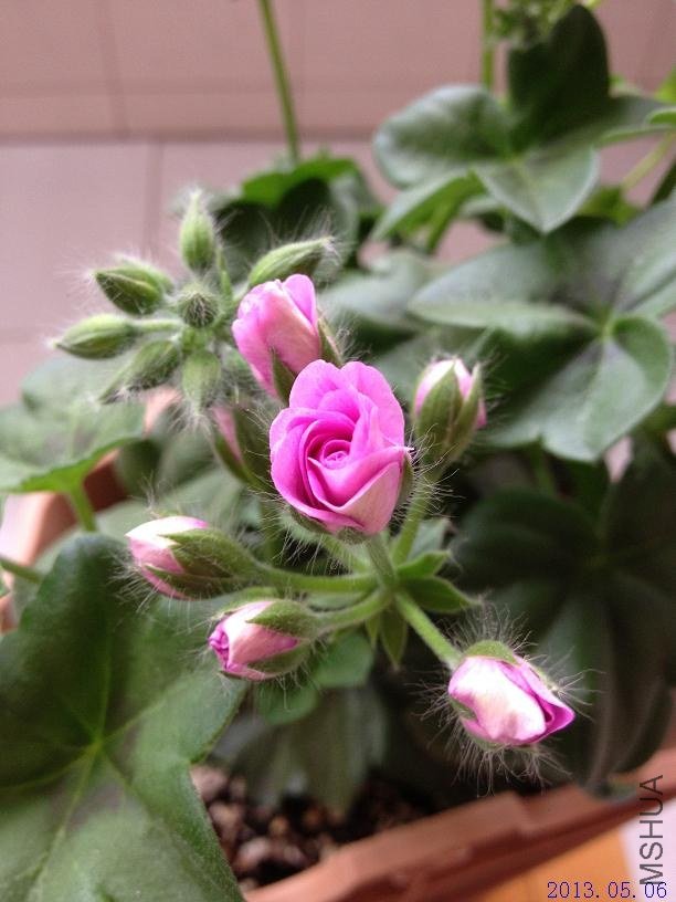 ����õ�� 2013.05.06.JPG