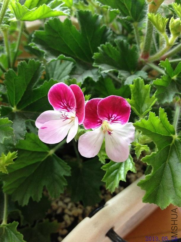 ˫ɫ��ʹ 2013.05.06.JPG