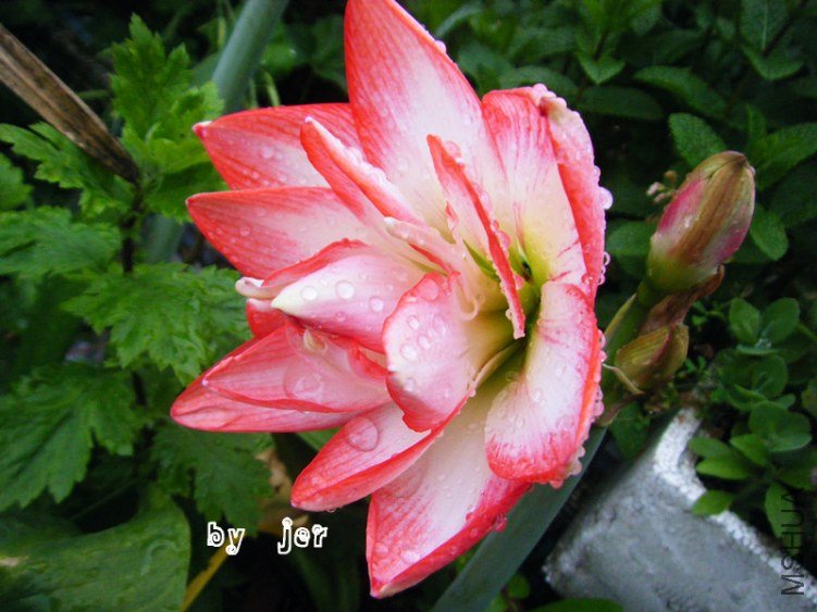 DSCF8052_����.jpg