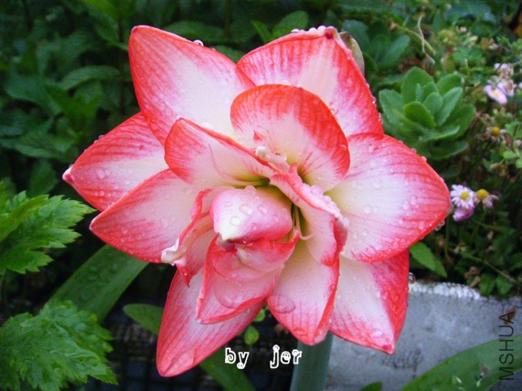 DSCF8053_����.jpg