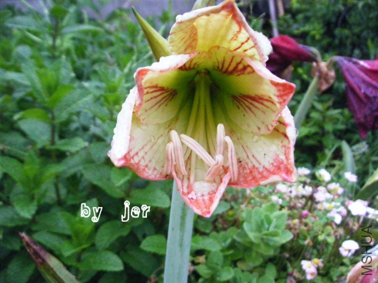 DSCF8054_����.jpg