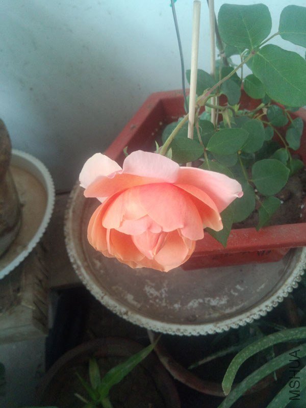 IMG_20130428_072636.jpg