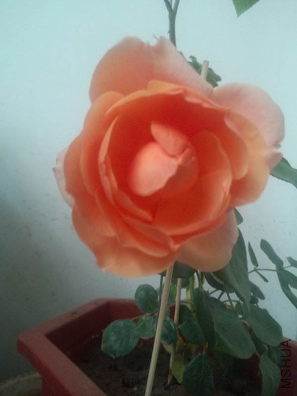 IMG_20130428_072625.jpg