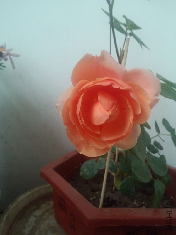 IMG_20130428_072618.jpg