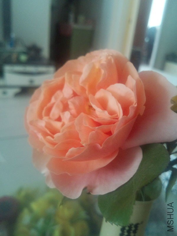 IMG_20130428_161910.jpg