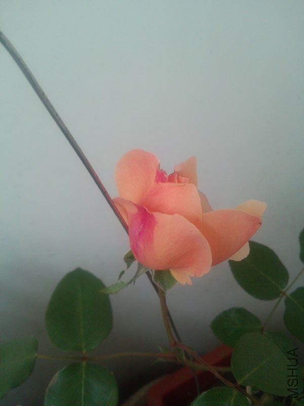 IMG_20130428_162856.jpg