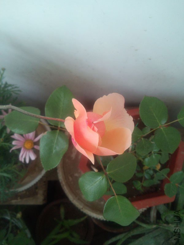 IMG_20130428_162907.jpg