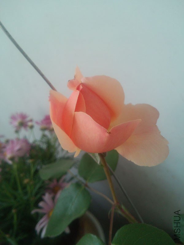 IMG_20130428_162851.jpg
