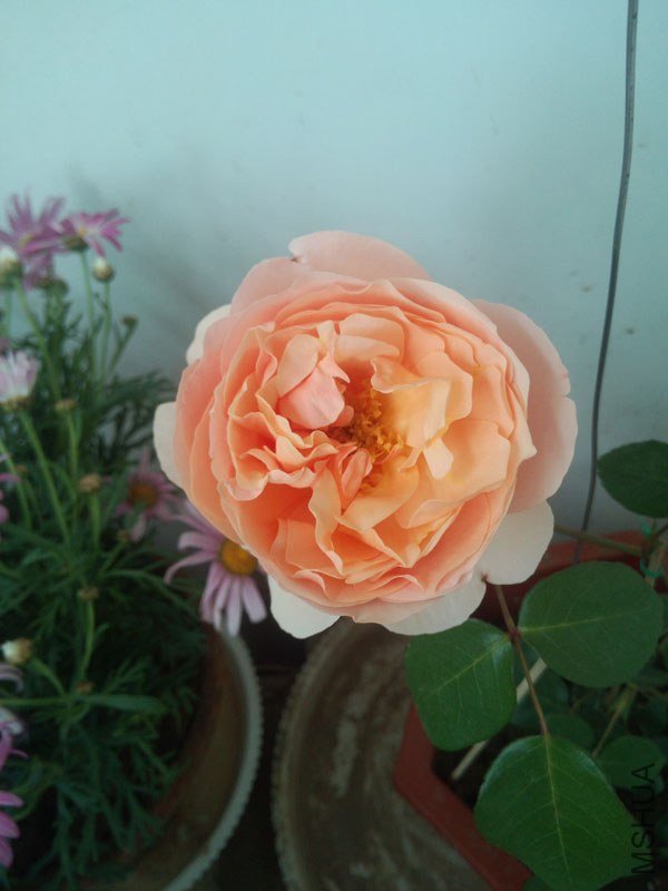 IMG_20130429_124526.jpg