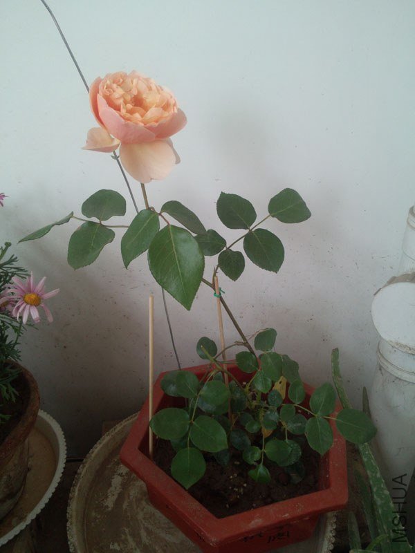 IMG_20130429_124536.jpg