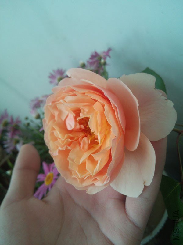 IMG_20130429_124616.jpg