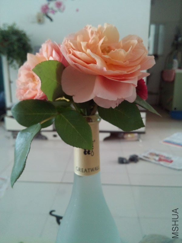 IMG_20130429_144334.jpg