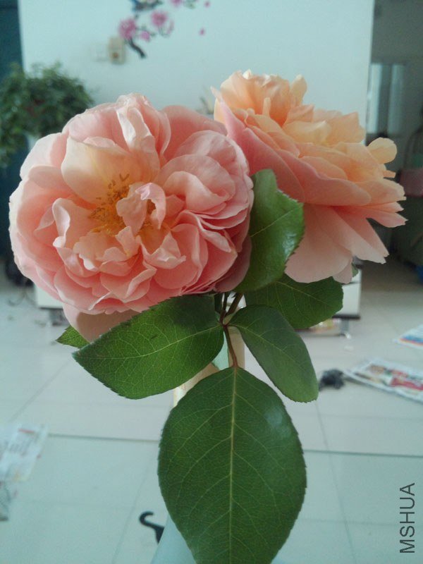 IMG_20130429_144359.jpg