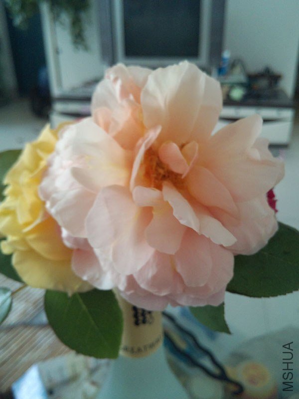 IMG_20130430_090620.jpg
