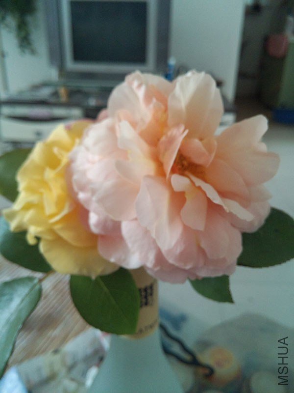 IMG_20130430_090626.jpg