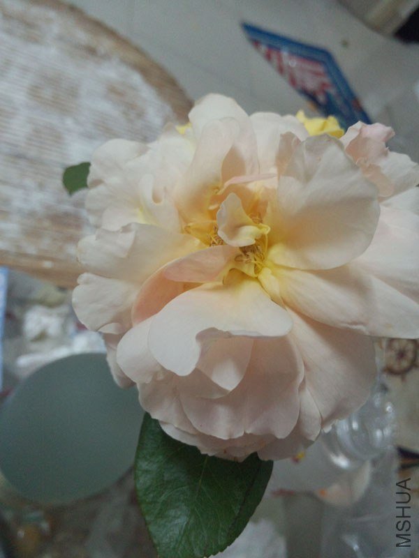 IMG_20130430_220538.jpg
