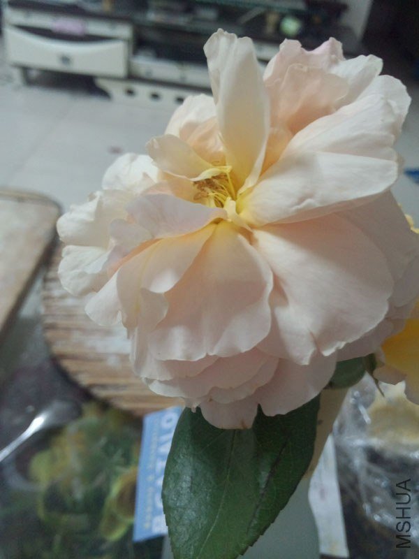IMG_20130430_220551.jpg