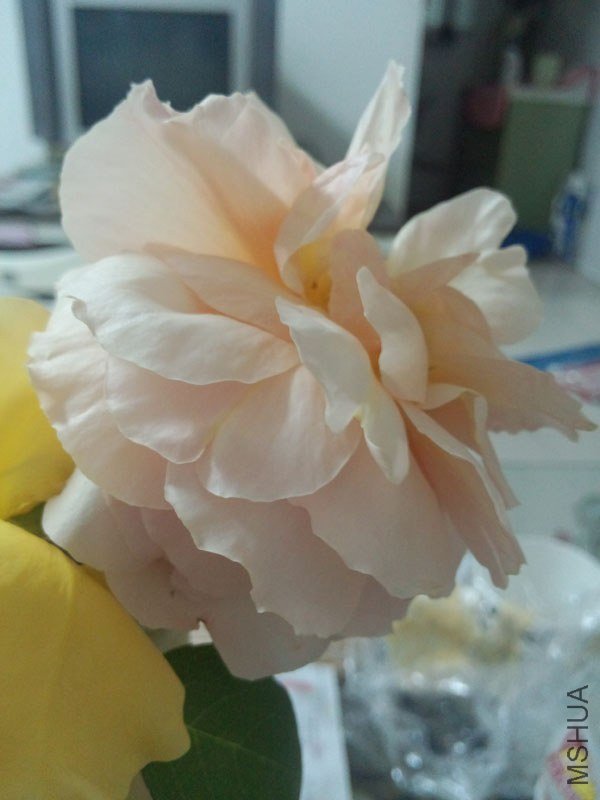 IMG_20130430_221554.jpg