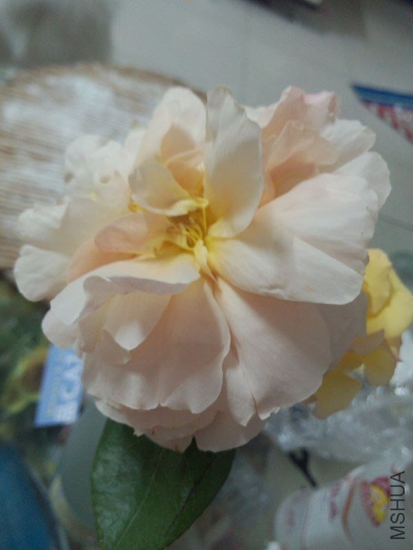 IMG_20130430_221519.jpg