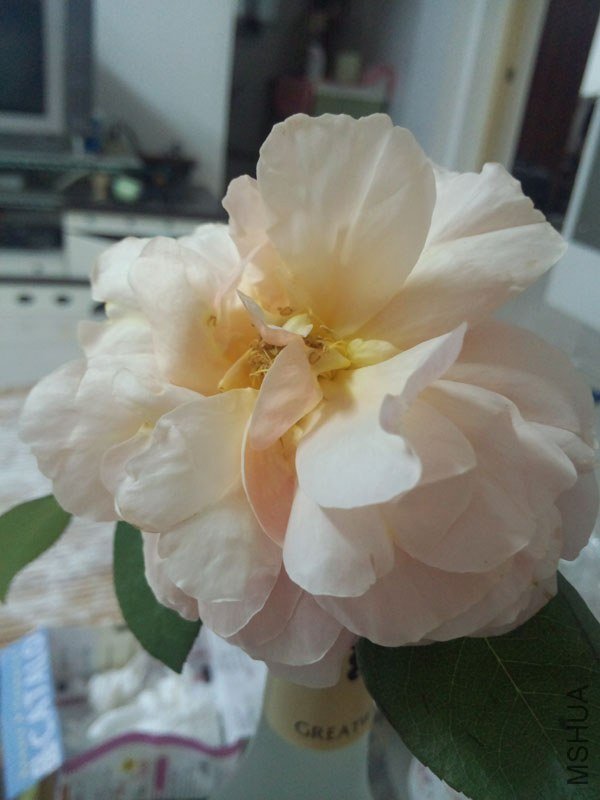 IMG_20130430_221611.jpg