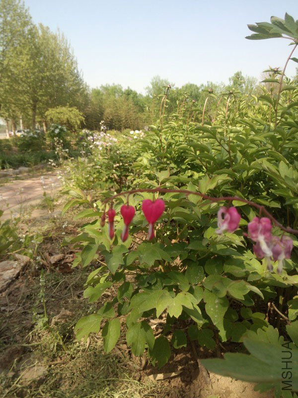 IMG_20130430_150236.jpg