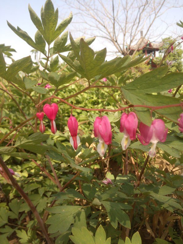 IMG_20130430_150251.jpg