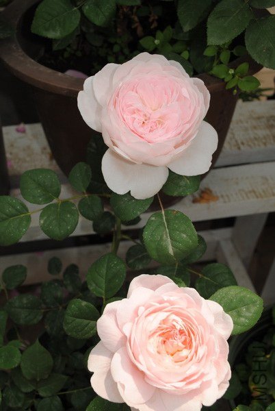 DSC_0028.jpg