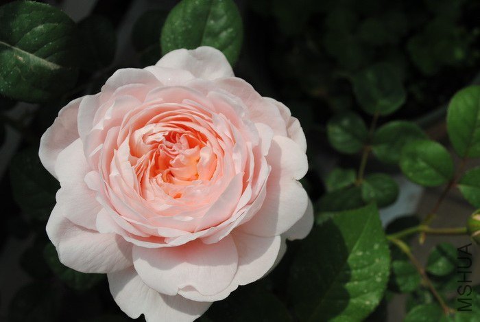 DSC_0038.jpg