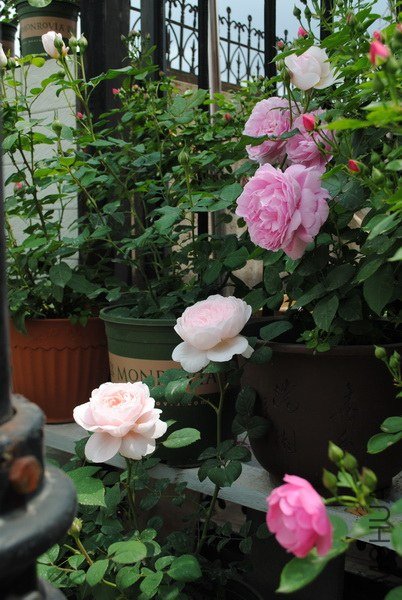 DSC_0036.jpg