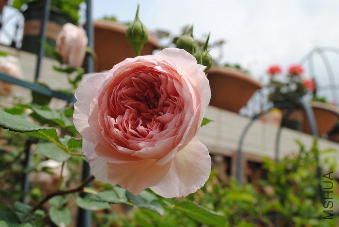 DSC_0060.jpg