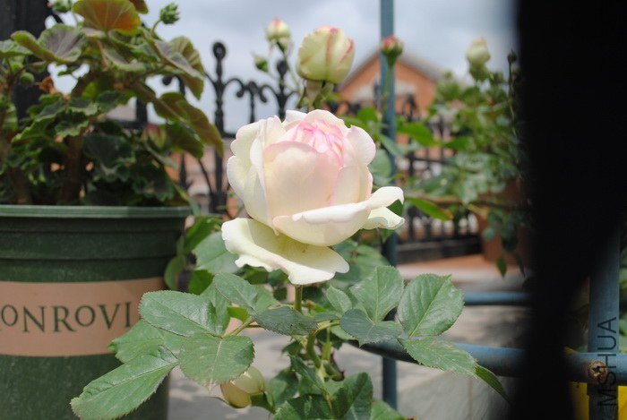 DSC_0051.jpg
