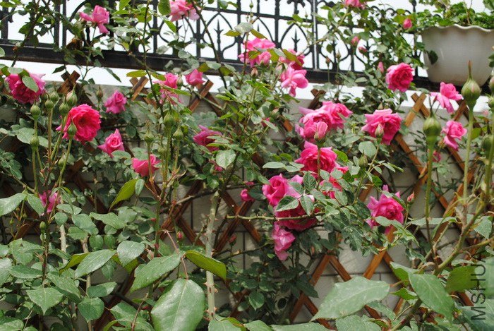 DSC_0067.jpg