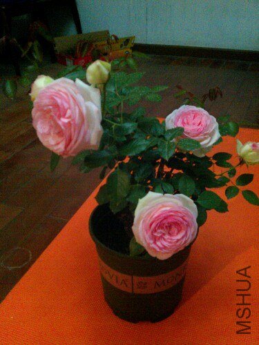 IMG20130506211223.jpg