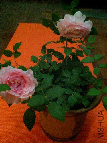 IMG20130506211339.jpg