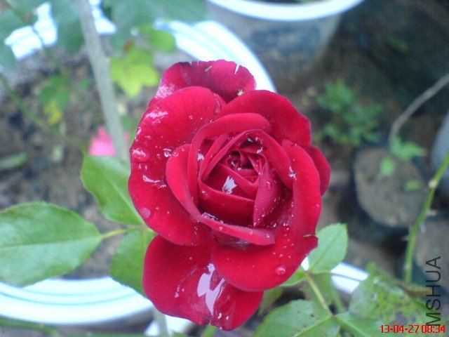 DSC00263.jpg