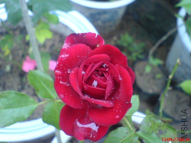 DSC00262.jpg