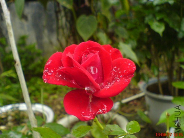 DSC00265.jpg