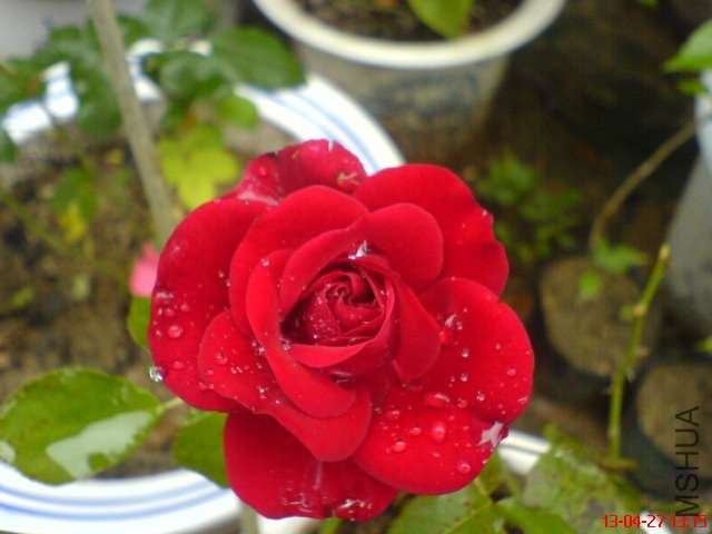 DSC00264.jpg