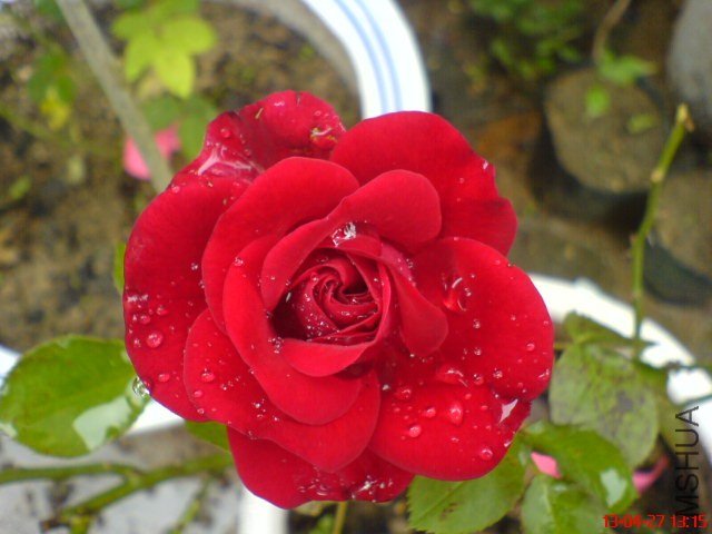 DSC00266.jpg
