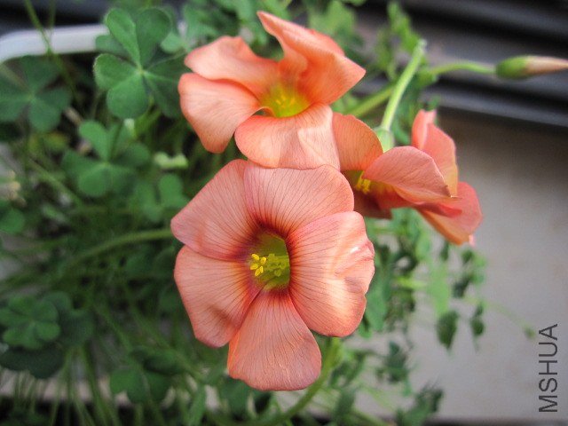 obutse spring charm orange.JPG