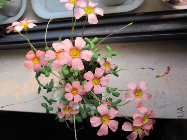 Oxalis obtsa high salmon5.JPG