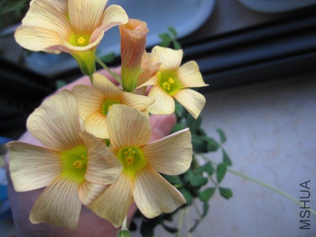 Oxalis obtusa  Pale  Tangerine4.JPG