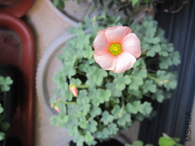 Oxalis obtusa blush.JPG